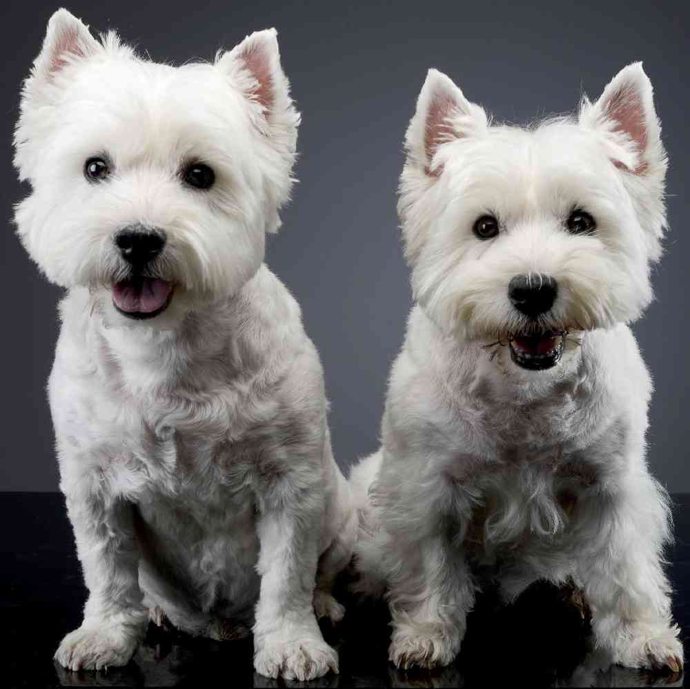 West Highland White Terrier Puppies for Sale