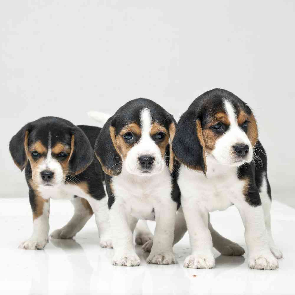 Beagle image